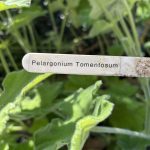 Lateinischer Name der Pfefferminz Perlagonie.