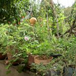 Topfgarten an der Terrasse.