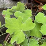 Blätter der Pfefferminz Pelargonie.