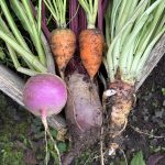 Wurzelgemüse aus Rübe Beete, Karotten Nachtkerze.