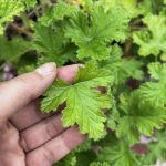 Blätter der Rosengeranie