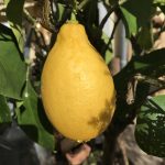 Die letzte Zitrone seit Jahren.