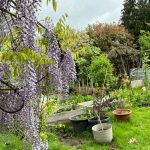 Blauregen Blick in den Garten.