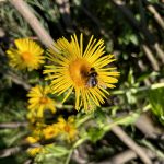 Biene auf Echter Alant Blüte