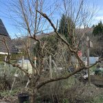 Der Pfirsichbaum wird beschnitten.