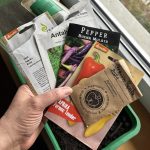 Paprika und Chili Samen