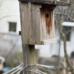 Nistkasten mit Katzenabwehr