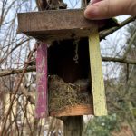 Frühjahrsputz im Nistkasten