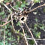 Markhaltige Stängel Nisthilfe Wildbienen