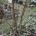 vertrockneter Bronzefenchel