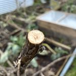 Königskerze Stängel