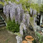 Blühender Blauregen an der Gartentreppe.