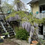 Blühender Blauregen im April.