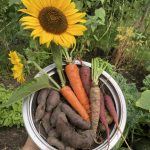 Karotten Ernte im Sommer