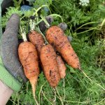 Norfolk Karotte Mühre