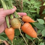 Ochsenherz Karotte Möhre