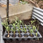 Vorgezogener Knoblauch.