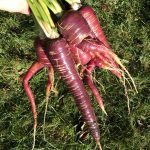Purple Haze Karotte