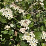 Blüten Aronia Apfelbeeren