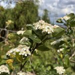 Blüten Aronia Apfelbeeren