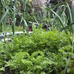 Karotten Hochbeet aufgegangen