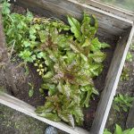 Teufelsohr im Gemüsebeet