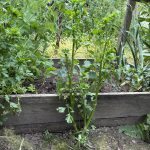 Stangensellerie neben dem Beet