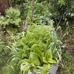 Karotten Hochbeet Ende Mai