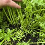 Karotten stehen zu eng