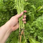 Karotten werden ausgedünnt.