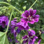 Malveblüten