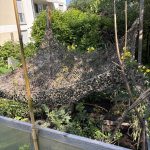 Tarnnetz als Schattenspender für das Gemüsebeet