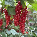 Selbst Gemachtes mit Johannisbeeren