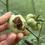 Tomaten Frucht mit Blütenendfäule