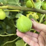 Feige aus dem Hausgarten