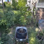 Uhudler Einzug in den Garten