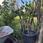 Uhudler im Pflanztopf, zum Schutz vor Wühlmäusen