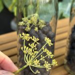 Fenchelblüten für Fruchtessig