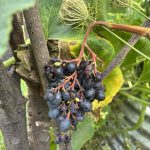 Uhudler Trauben Blau