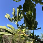 Triebspitze am Feigenbaum
