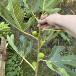 Rückschnitt Feige für reife Früchte