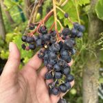 Die ersten Uhudler Trauben