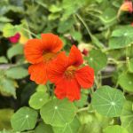 Kapuzinerkresse Blüte Orange