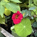 Kapuzinerkresse Blüte Rot