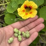 Kapuzinerkresse Blüte Gelb