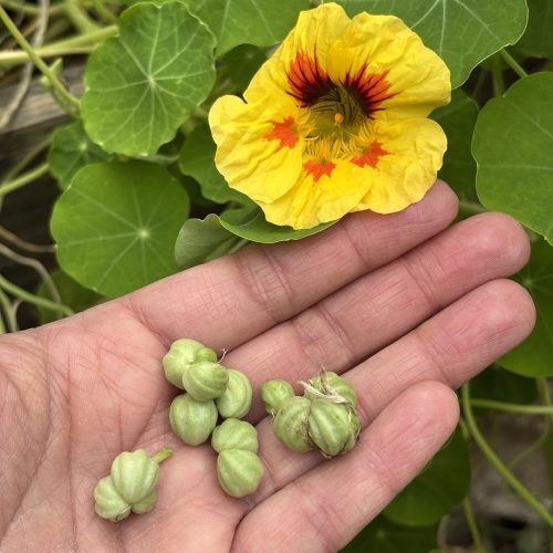 Kapuzinerkresse Blüte Gelb