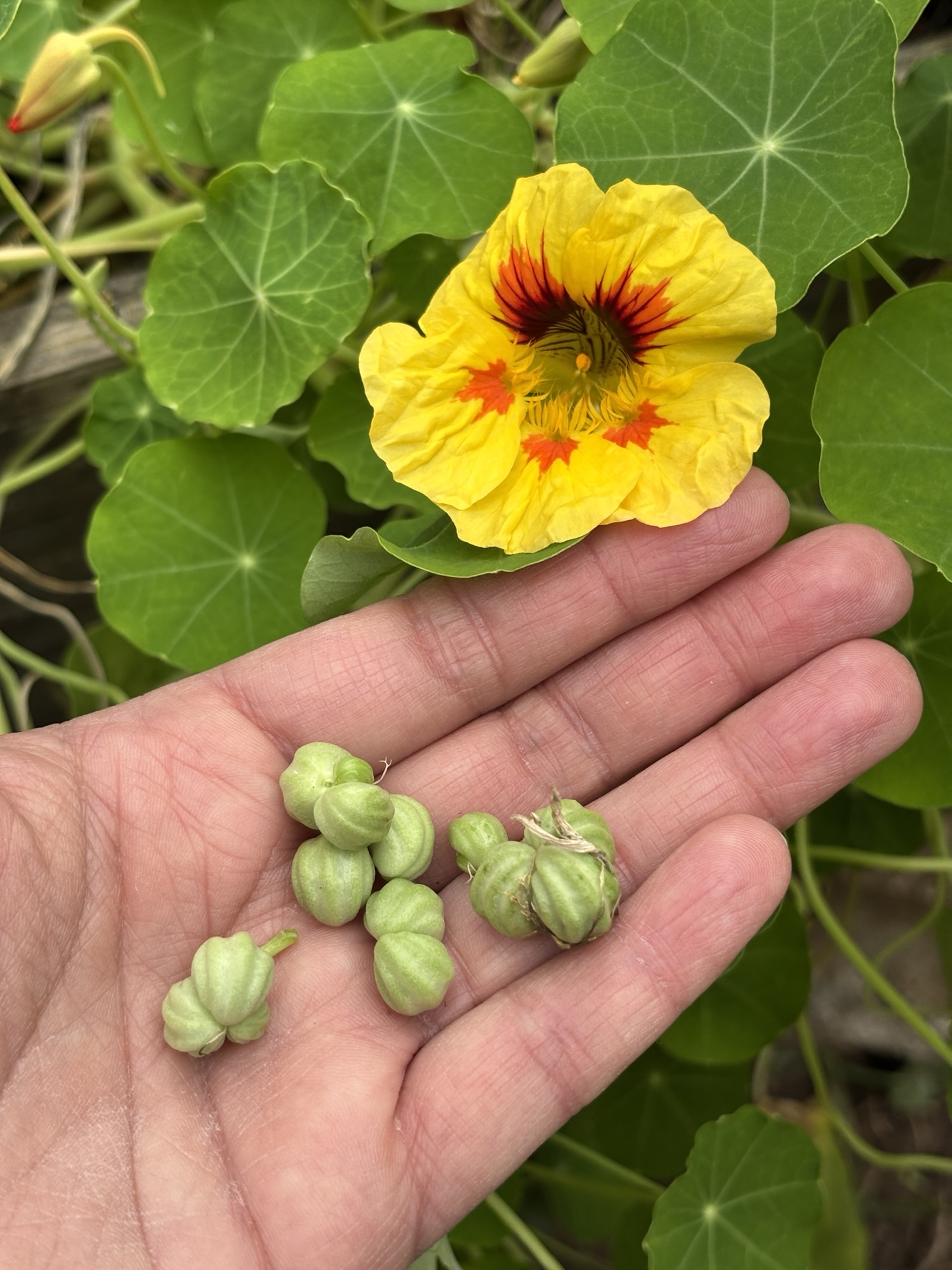 Kapuzinerkresse Blüte Gelb