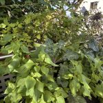 Balkon Gemüse Garten im August