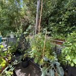 Balkon Gemüse Garten im August