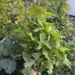 Shiso Blätter Ernte im September